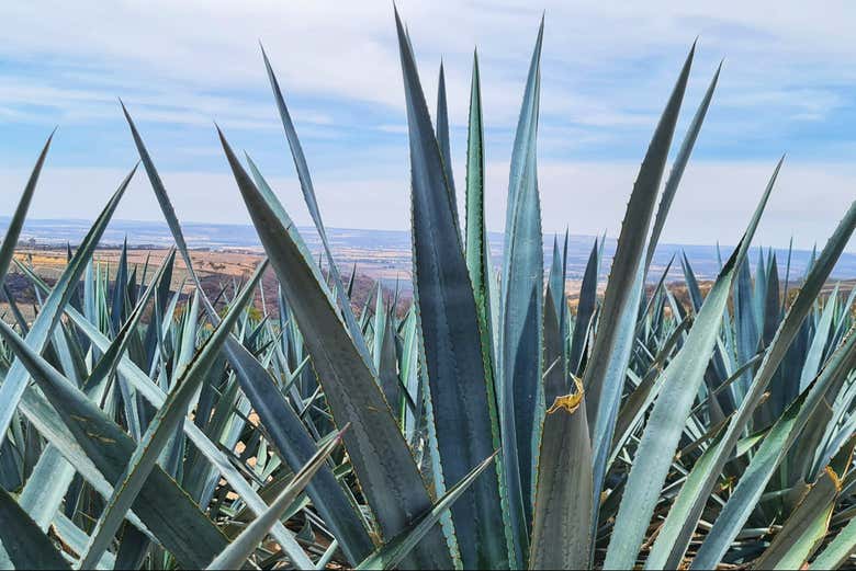Visitaremos los campos de agave de la zona