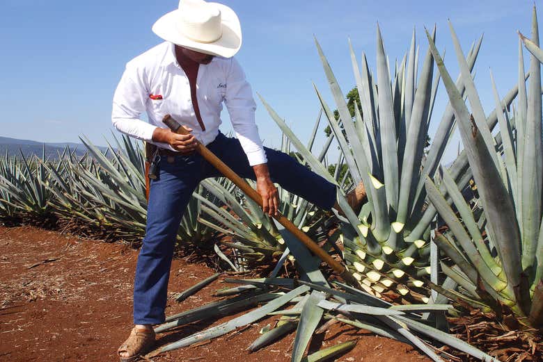 Trabajadores de los campos de agave de Tequila