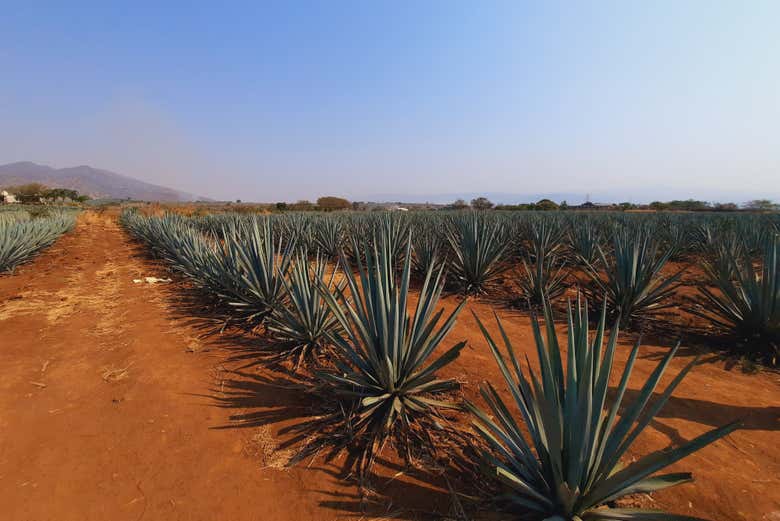 Vous explorerez un champ d'agaves