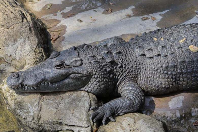Un coccodrillo dell'Acquario Michin