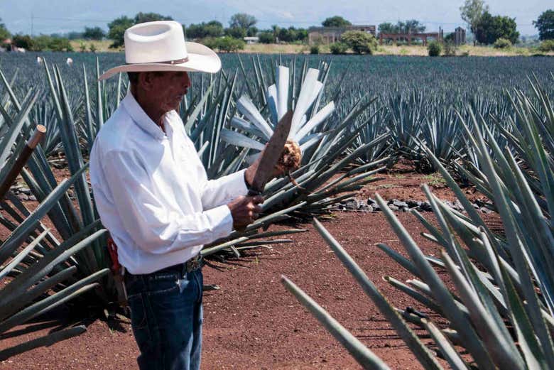 Planta del tequila