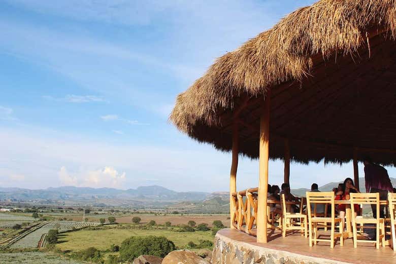 Paisaje de agave