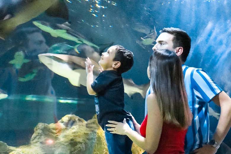 Una famiglia guarda squali e pesci dell'Acquario Michin