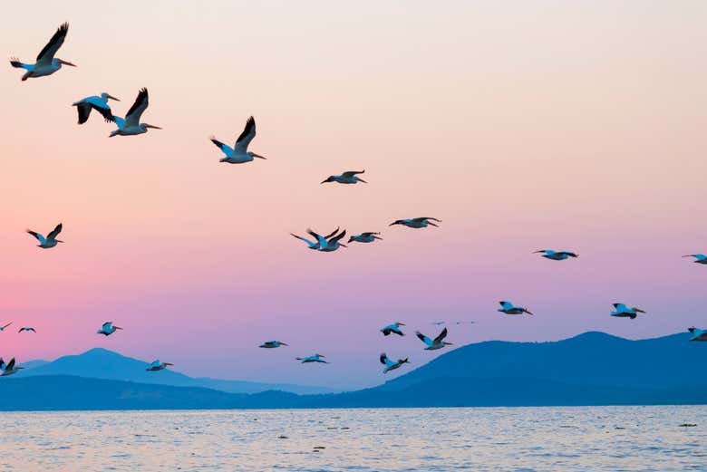 Birds flying over the lake