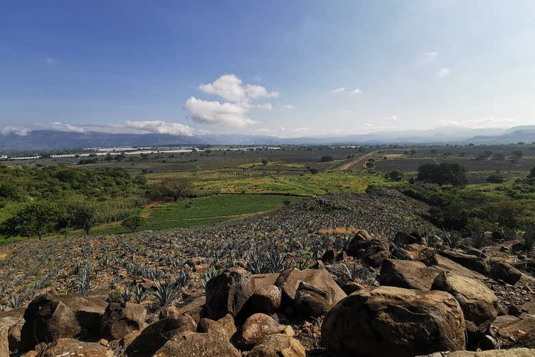 Paisaje agavero entre Guadalajara y Tequila