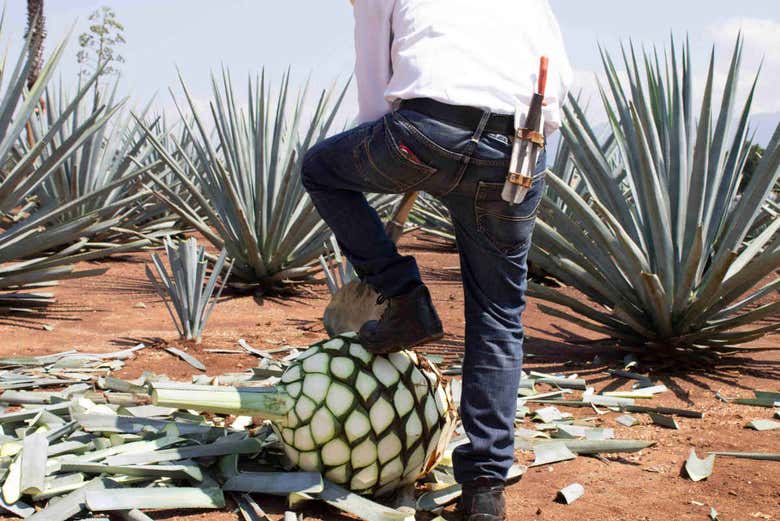 Pelando los agaves