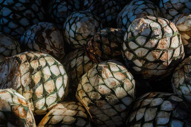 Detalle de las piñas de agave cosechadas