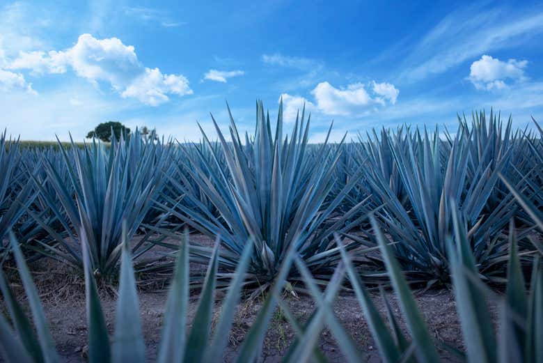 Campo de agave