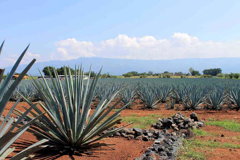 Agaves