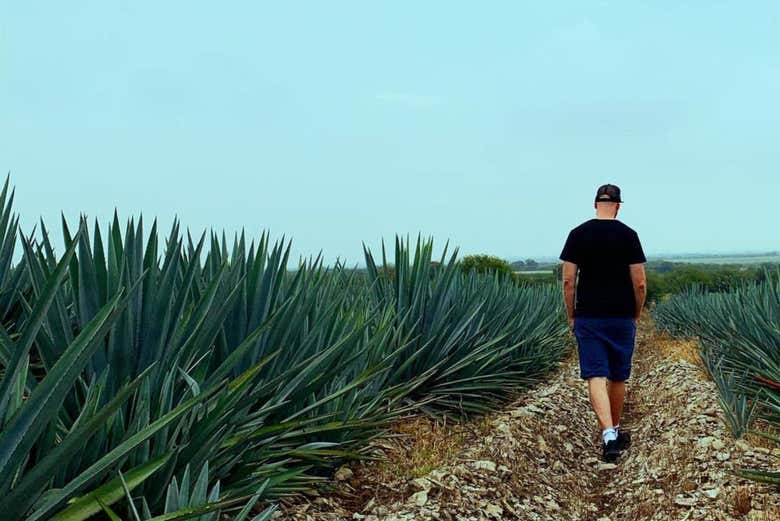 Paseando por un campo de agave