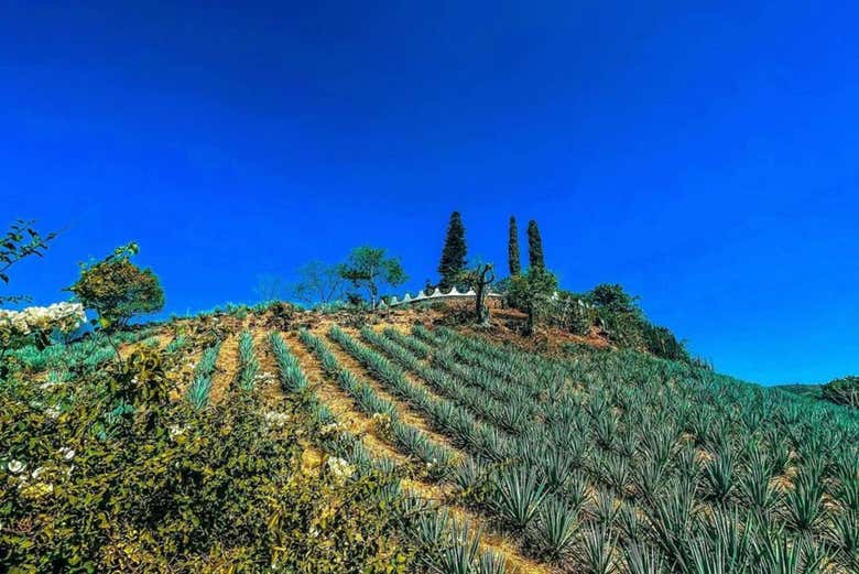 Un mirador de la destilería La Fortaleza