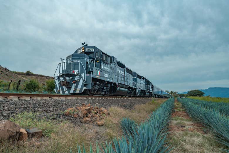 Atravesando un campo de agave