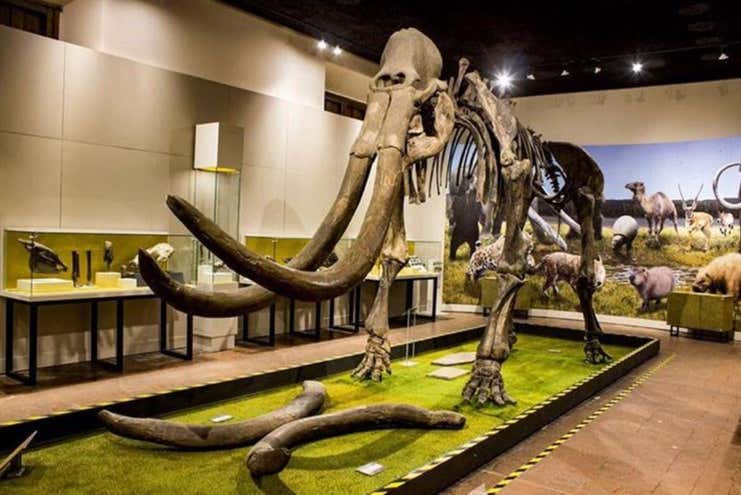 Musée de paléontologie de Guadalajara