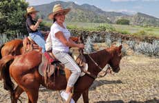 Paseo a caballo por Tequila + Visita a una destilería con cata