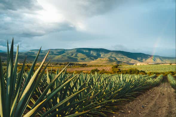 Excursión a Tequila con visita a una destilería y degustación