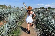 Tour por Tequila y Guachimontones con 3 noches de alojamiento