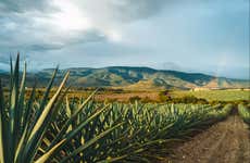 Excursión a Tequila con visita a una destilería y degustación