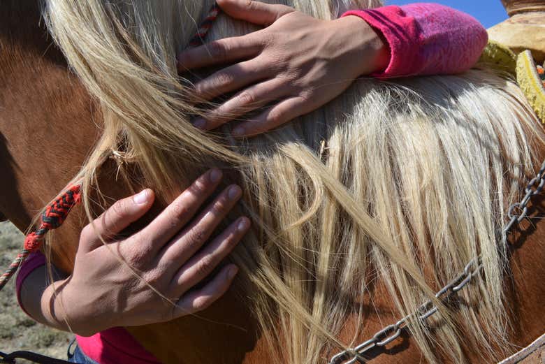 Cuacos, chevaux locaux