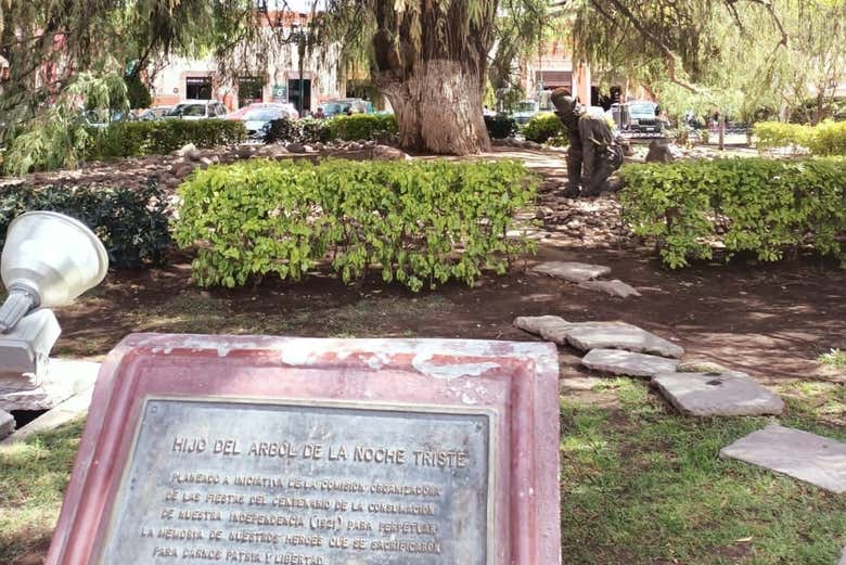 Árbol milenario en Dolores Hidalgo