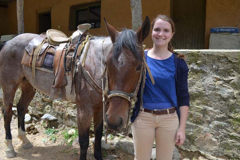 Rencontrez vos compagnons équins
