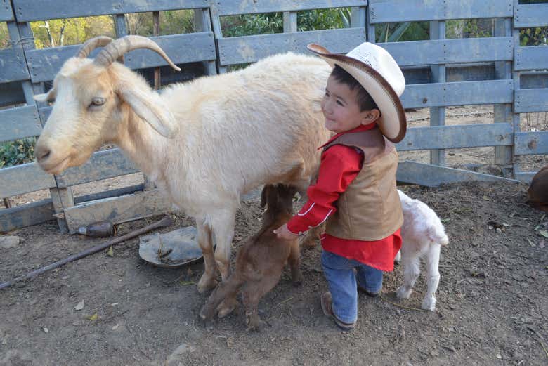 Découvrez les animaux de l'étable