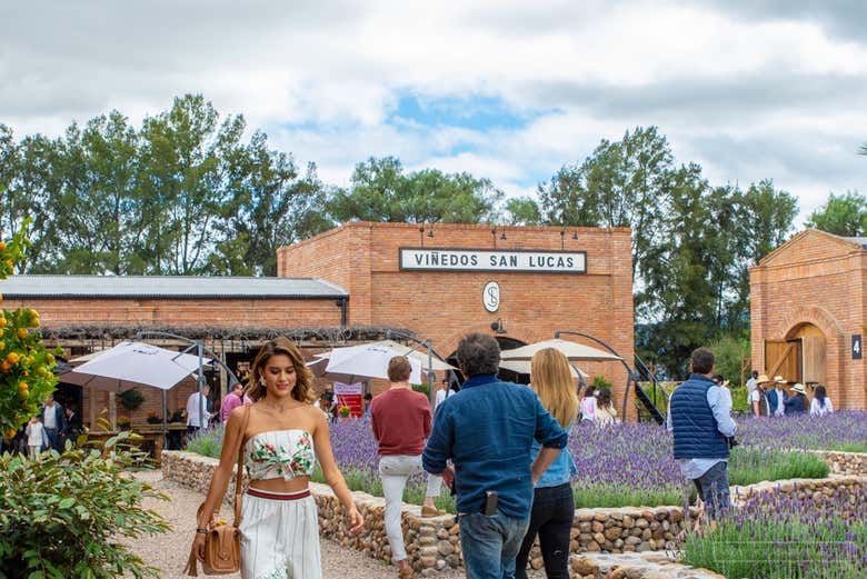 El Viñedo San Lucas