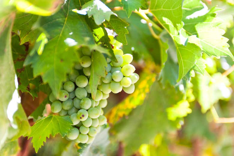 Profitez de la visite guidée à la découverte du vin à Guanajuato