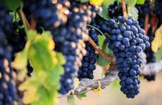 Wine Tour of Guanajuato