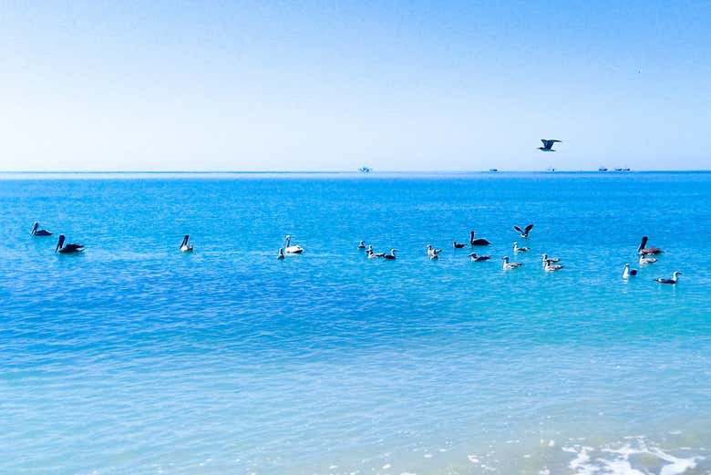 Turquoise waters of the Gulf of California