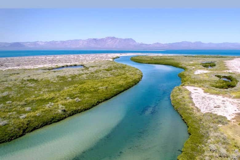 Explore the mangroves