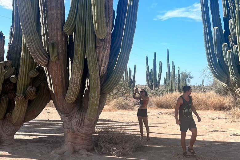 Conociendo el impresionante bosque de Sahuaros