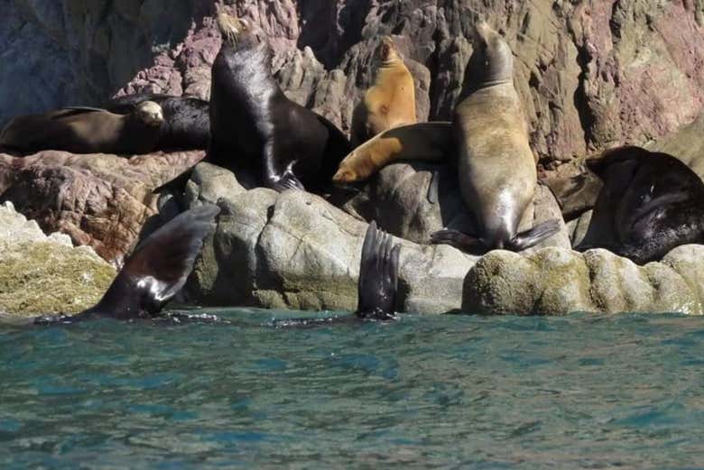Sea lions in the Gulf of California