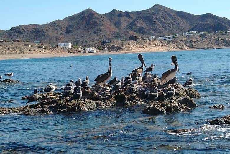 Pelicans at El Colorado Beach