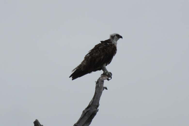 Habitant des mangroves