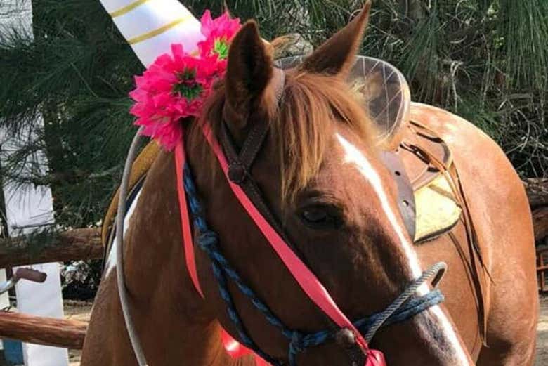 Allow yourself a unique experience horseback riding
