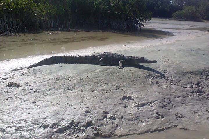 Cocodrilos en la orilla