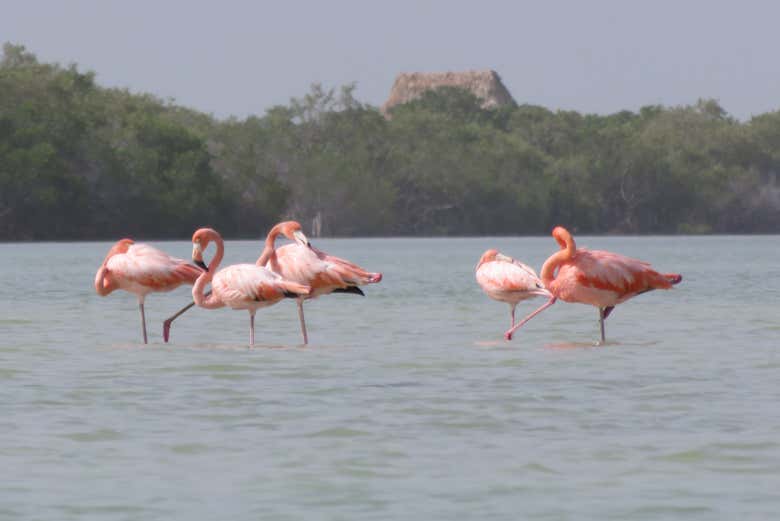 Flamants roses à Holbox