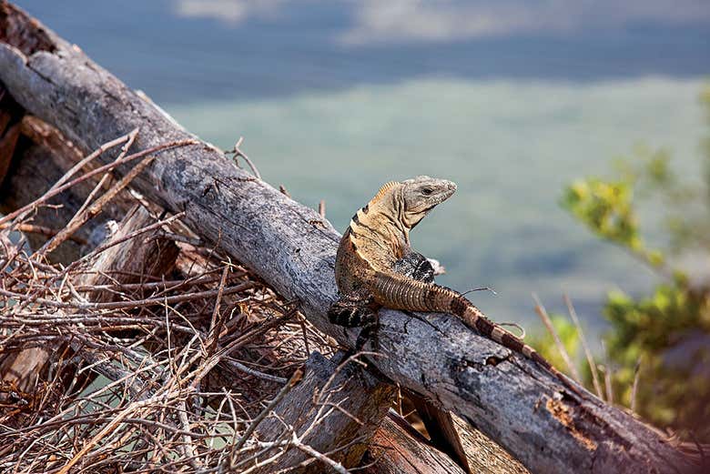 Disfrutaréis de la naturaleza en su estado más puro