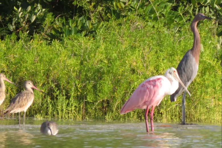 Biodiversidad en Isla Pájaros