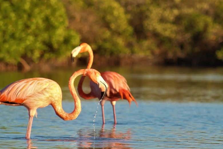 Flamencos en la laguna Yalahau