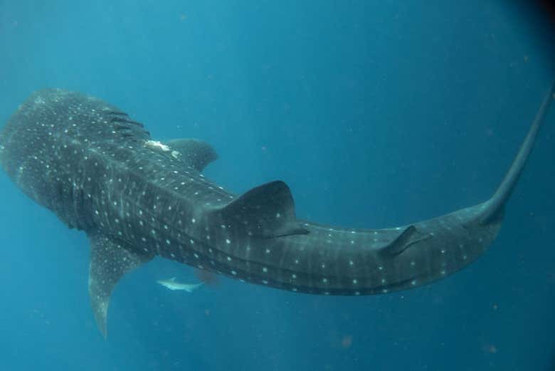 Nagez en compagnie de requins-baleines