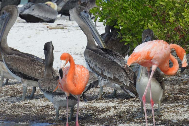 Flamencos en la laguna Yalahau