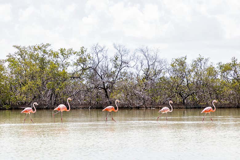Experience wildlife!