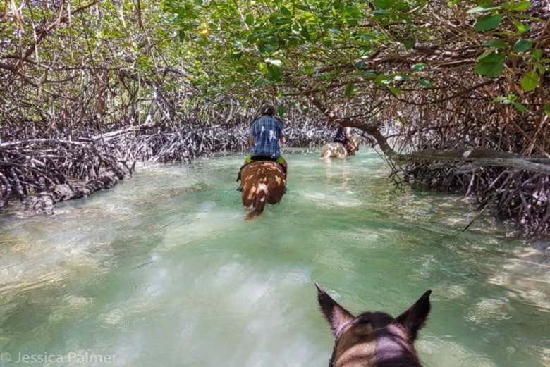 Traverse watery mangroves