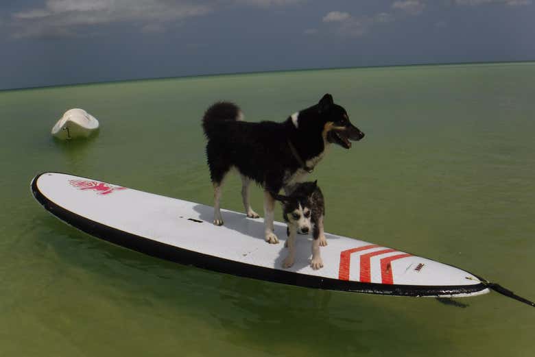 Perritos navegando