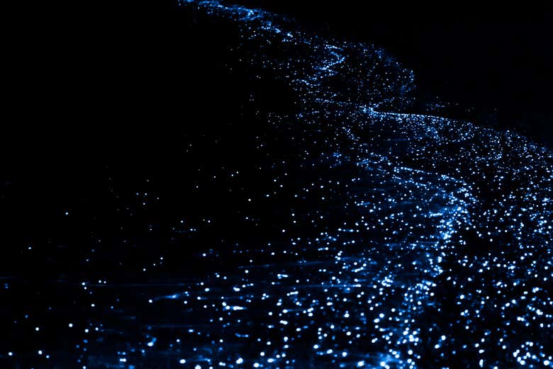 Plancton luminiscente en la orilla