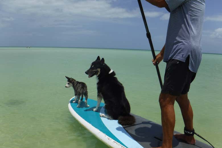 Remando con los perritos