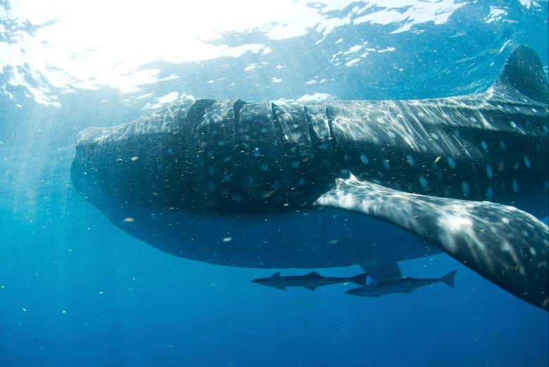 Un tiburón ballena en todo su esplendor