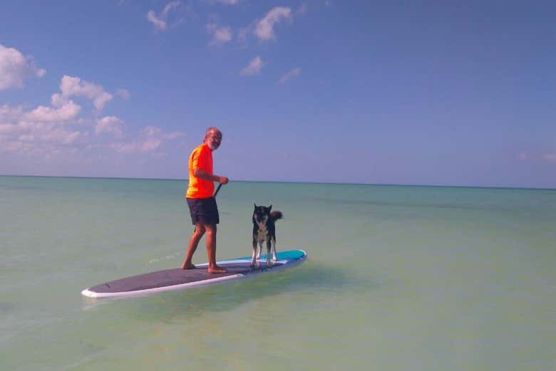 Navegando con un perro