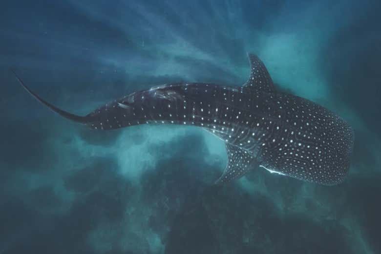 Un spécimen de requin-baleine